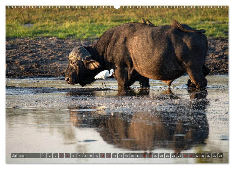 Afrikas Tierwelt, Safari im südlichen Afrika (CALVENDO Premium Wandkalender 2026)