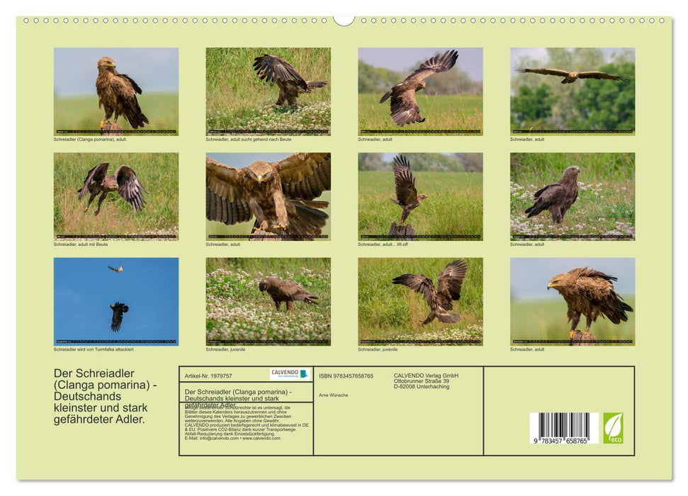 Der Schreiadler (Clanga pomarina) - Deutschands kleinster und stark gefährdeter Adler. (CALVENDO Premium Wandkalender 2026)