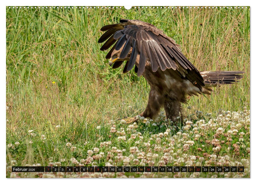 Der Schreiadler (Clanga pomarina) - Deutschands kleinster und stark gefährdeter Adler. (CALVENDO Premium Wandkalender 2026)