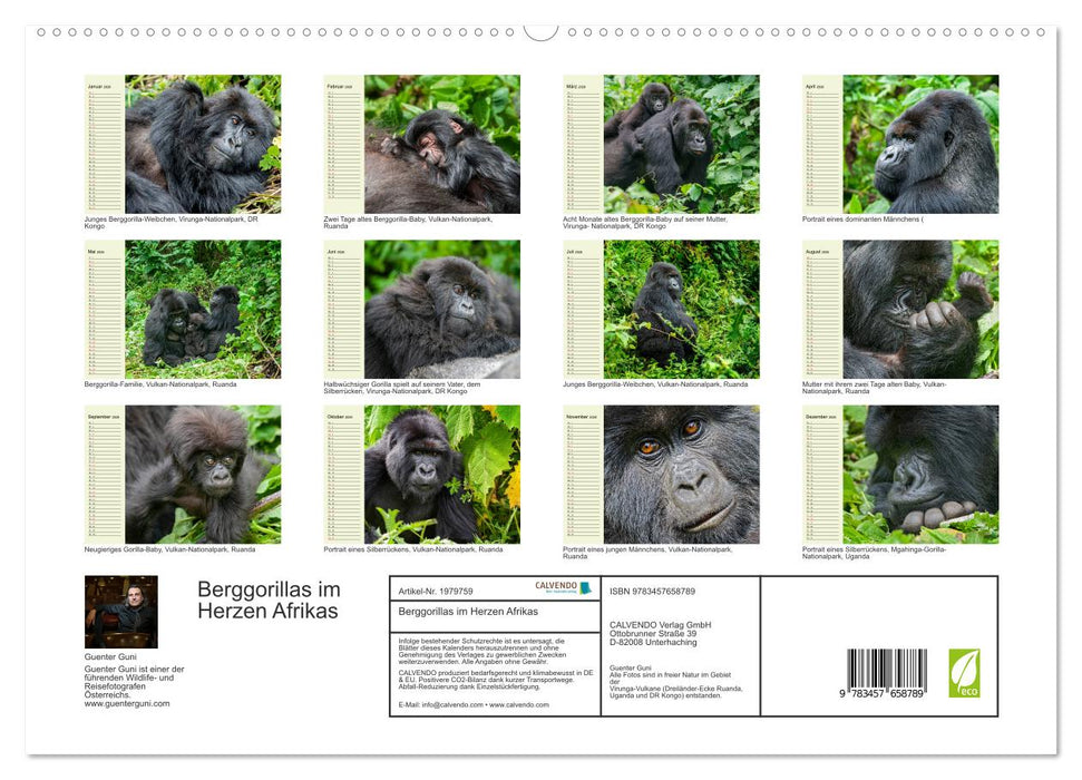Berggorillas im Herzen Afrikas (CALVENDO Premium Wandkalender 2026)