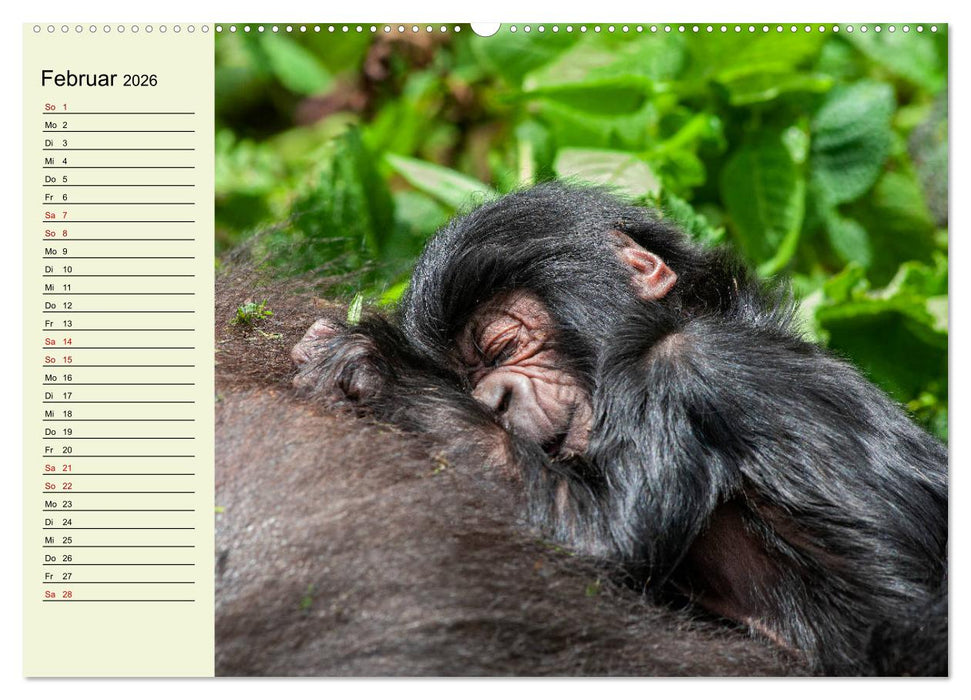 Berggorillas im Herzen Afrikas (CALVENDO Premium Wandkalender 2026)
