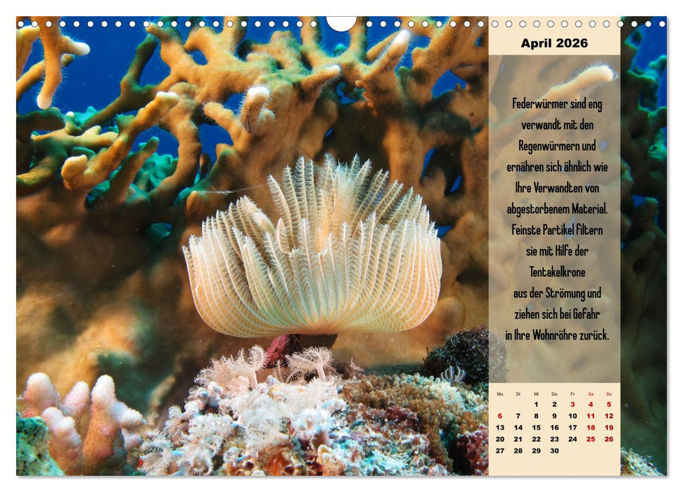 Abgetaucht! Entdecke die Unterwasserwelt des Roten Meeres (CALVENDO Wandkalender 2026)