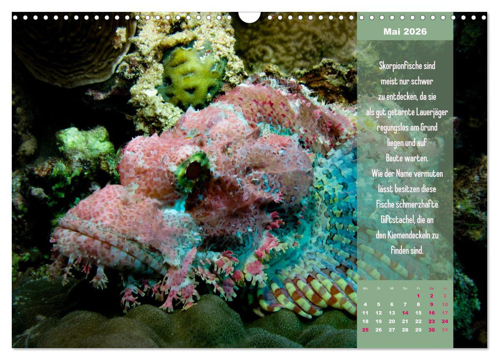 Abgetaucht! Entdecke die Unterwasserwelt des Roten Meeres (CALVENDO Wandkalender 2026)