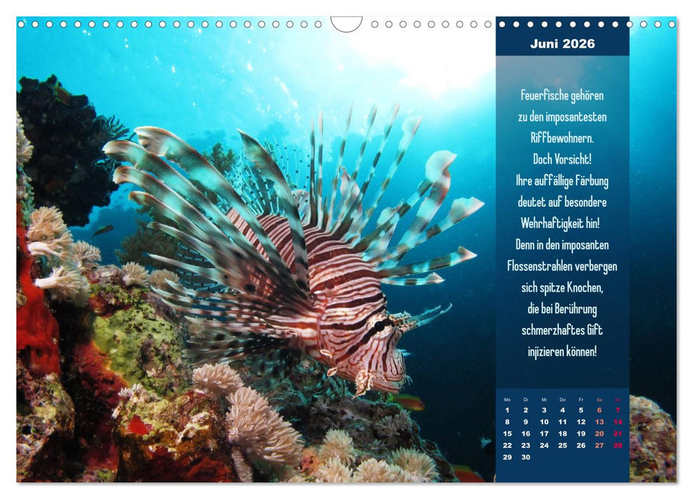 Abgetaucht! Entdecke die Unterwasserwelt des Roten Meeres (CALVENDO Wandkalender 2026)