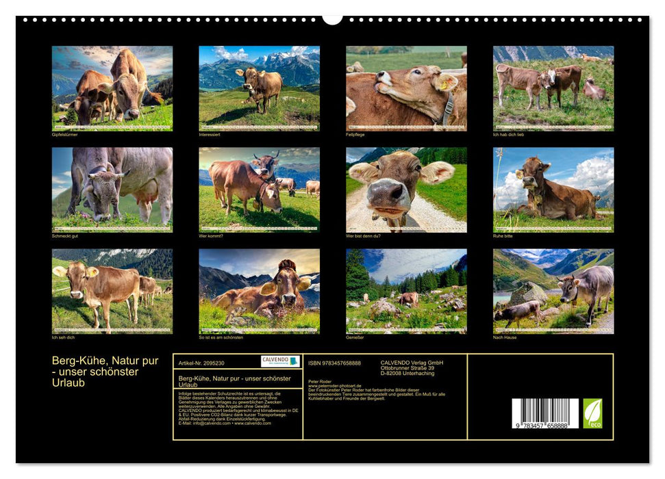 Berg-Kühe, Natur pur - unser schönster Urlaub (CALVENDO Premium Wandkalender 2026)