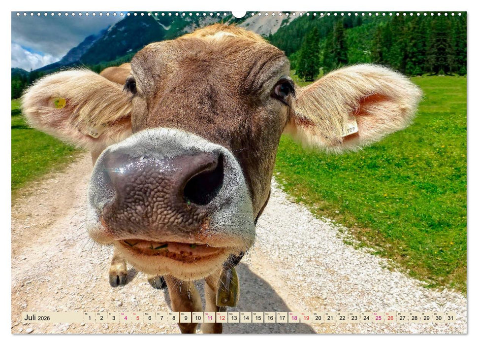 Berg-Kühe, Natur pur - unser schönster Urlaub (CALVENDO Premium Wandkalender 2026)