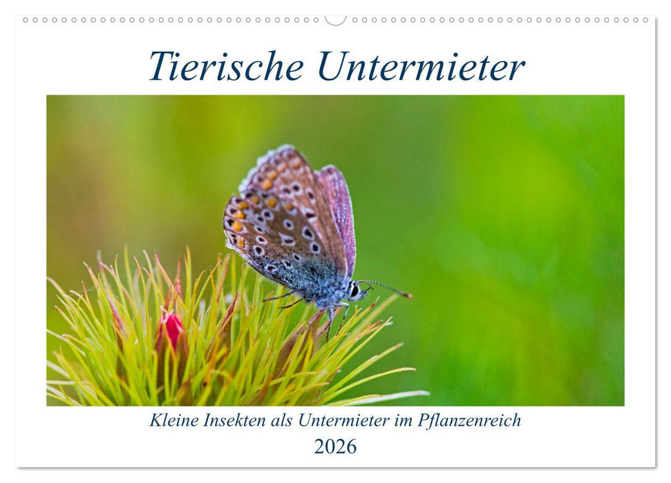 Tierische Untermieter (CALVENDO Wandkalender 2026)