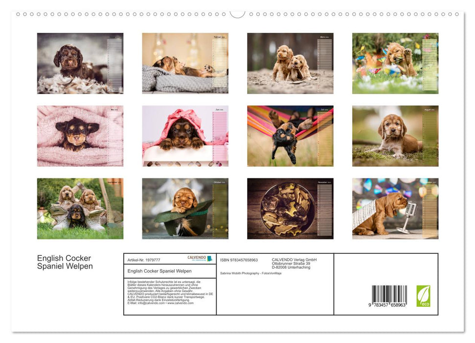 English Cocker Spaniel Welpen (CALVENDO Premium Wandkalender 2026)