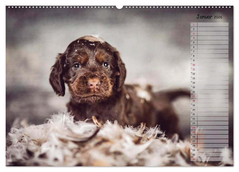 English Cocker Spaniel Welpen (CALVENDO Premium Wandkalender 2026)