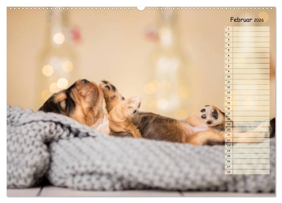 English Cocker Spaniel Welpen (CALVENDO Premium Wandkalender 2026)