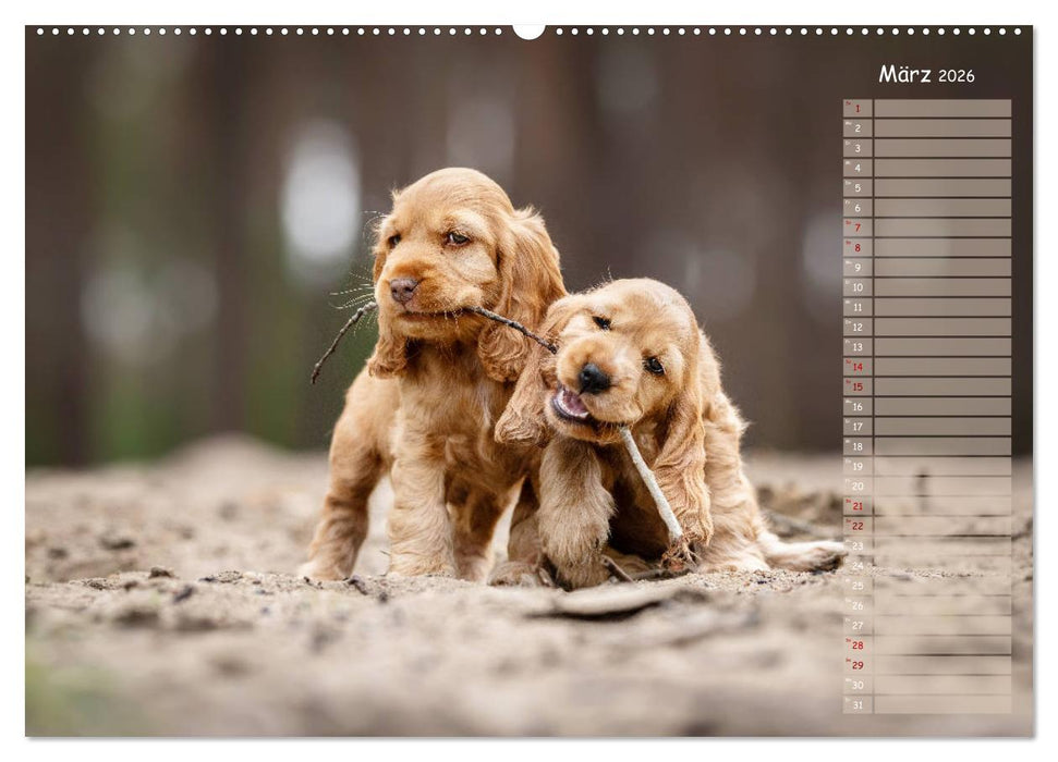 English Cocker Spaniel Welpen (CALVENDO Premium Wandkalender 2026)