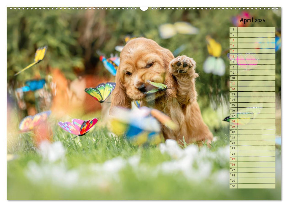 English Cocker Spaniel Welpen (CALVENDO Premium Wandkalender 2026)