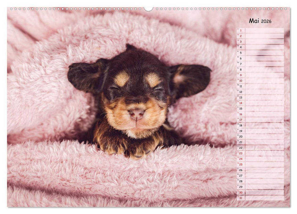 English Cocker Spaniel Welpen (CALVENDO Premium Wandkalender 2026)