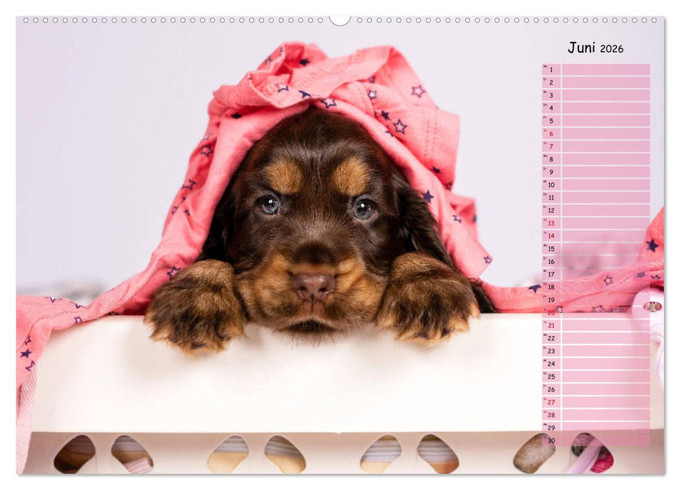 English Cocker Spaniel Welpen (CALVENDO Premium Wandkalender 2026)