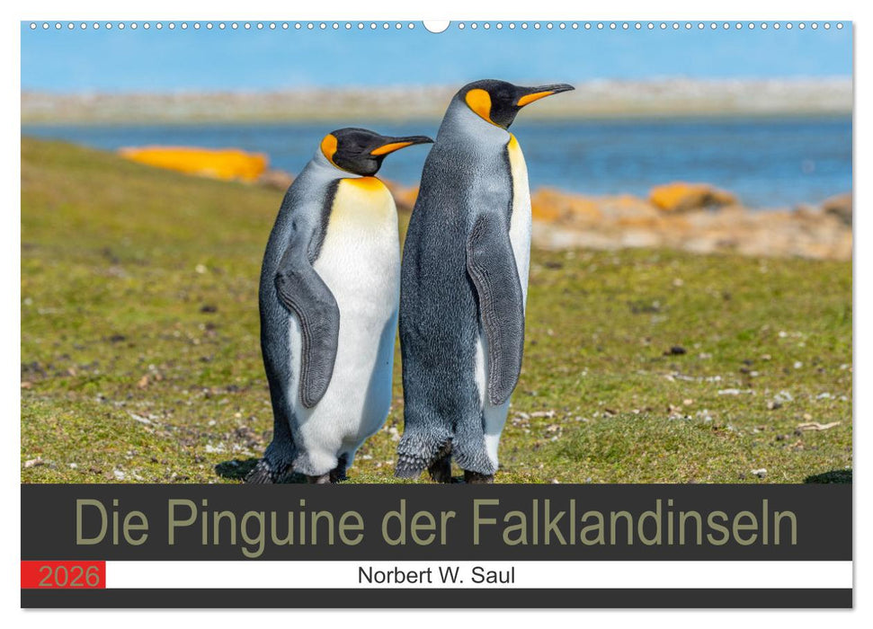 Die Pinguine der Falklandinseln (CALVENDO Wandkalender 2026)