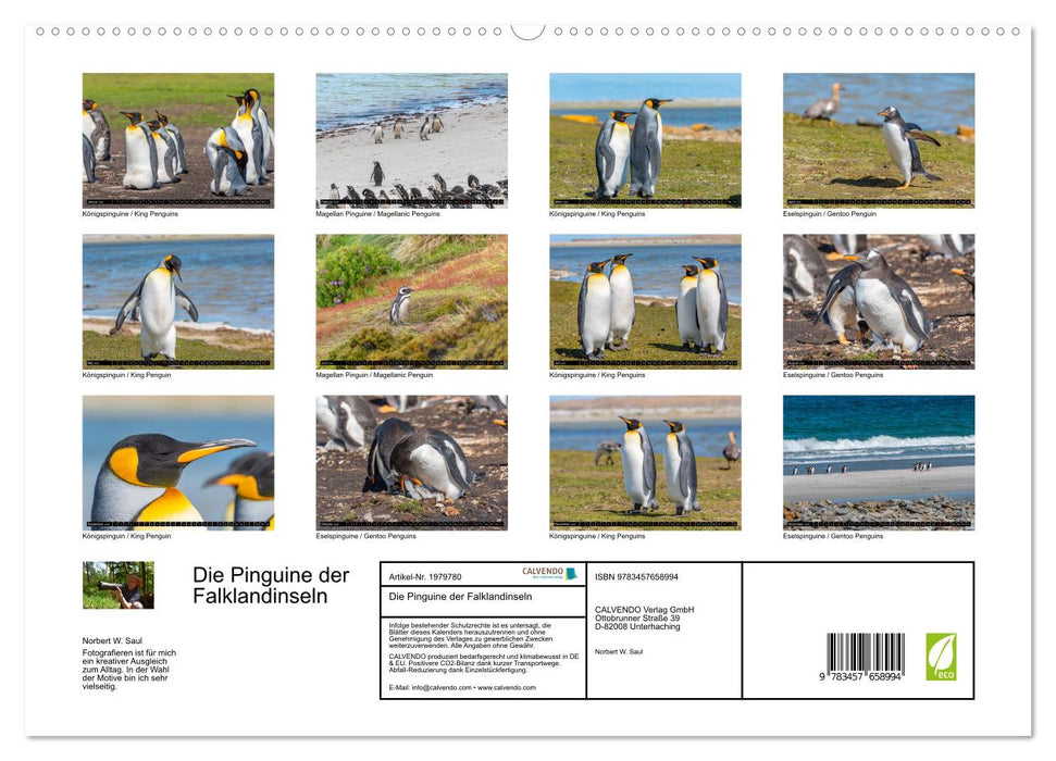 Die Pinguine der Falklandinseln (CALVENDO Wandkalender 2026)