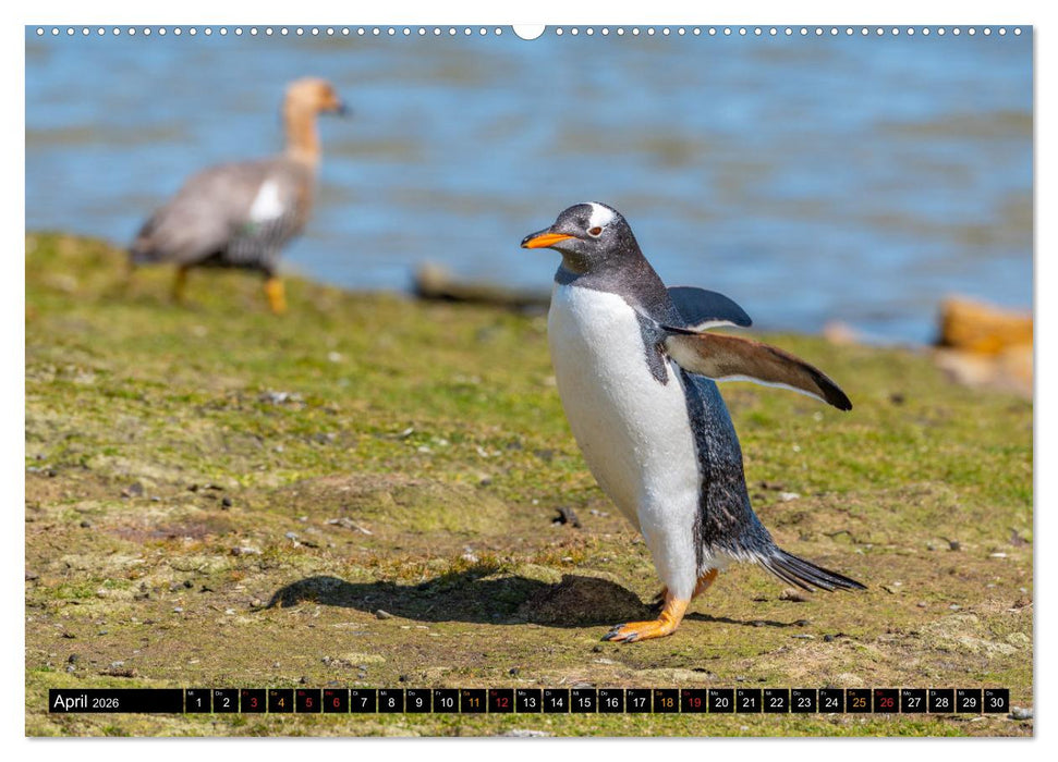 Die Pinguine der Falklandinseln (CALVENDO Wandkalender 2026)