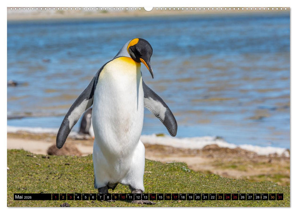 Die Pinguine der Falklandinseln (CALVENDO Wandkalender 2026)