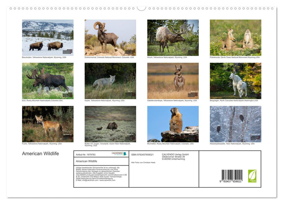 American Wildlife (CALVENDO Premium Wandkalender 2026)