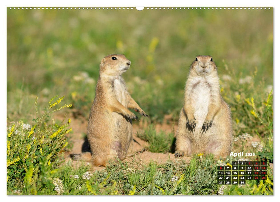 American Wildlife (CALVENDO Premium Wandkalender 2026)