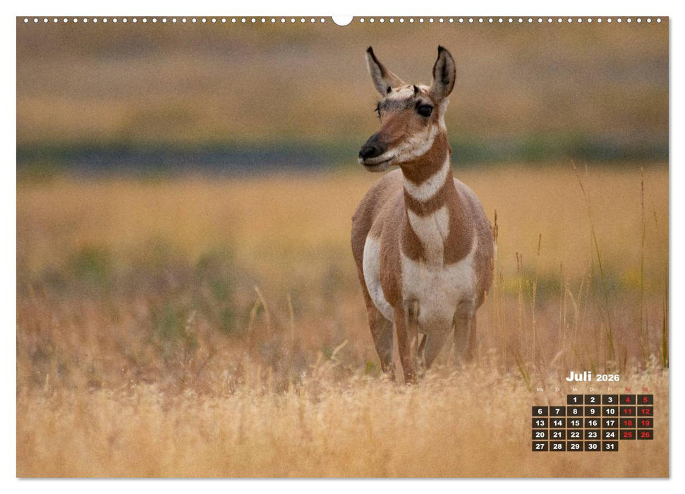 American Wildlife (CALVENDO Premium Wandkalender 2026)