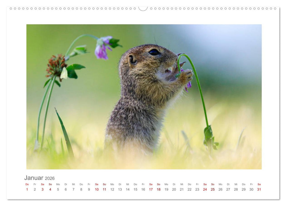 Lustige Zieselbabys (CALVENDO Premium Wandkalender 2026)