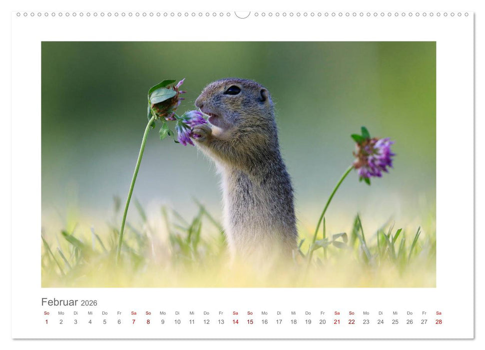 Lustige Zieselbabys (CALVENDO Premium Wandkalender 2026)