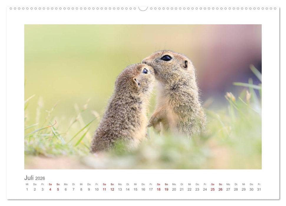 Lustige Zieselbabys (CALVENDO Premium Wandkalender 2026)