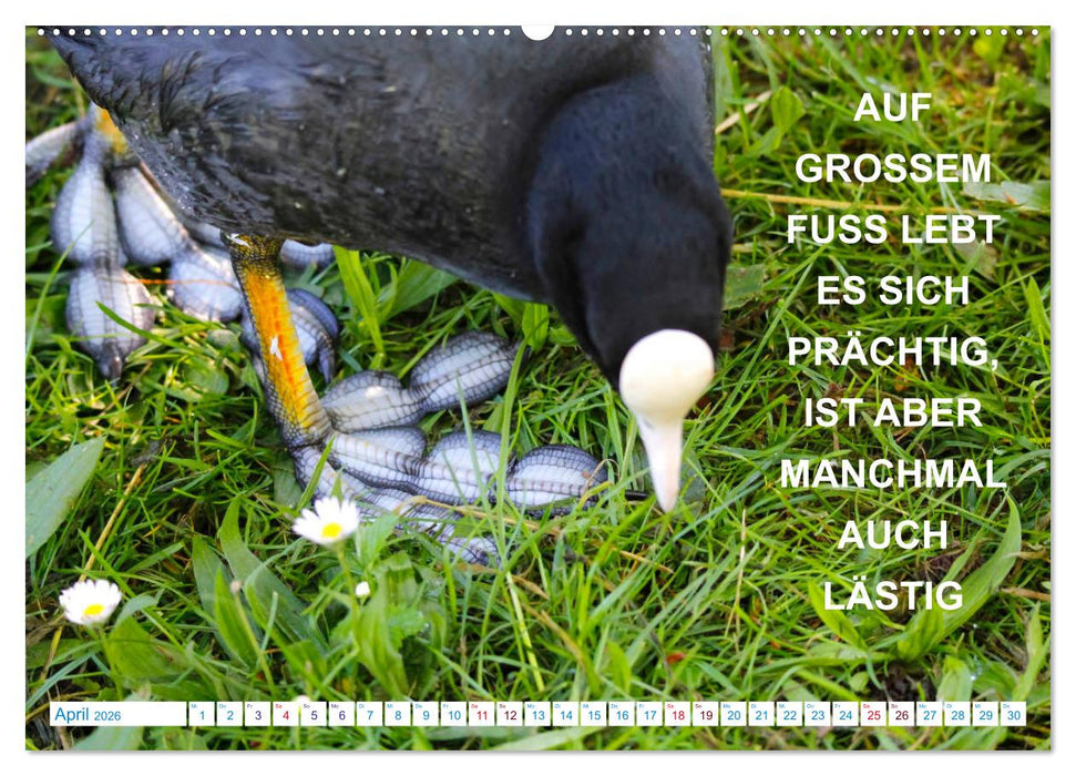 Humorvolles aus der Tierwelt (CALVENDO Premium Wandkalender 2026)