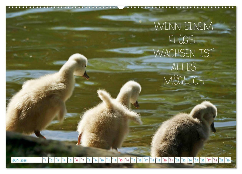 Humorvolles aus der Tierwelt (CALVENDO Premium Wandkalender 2026)