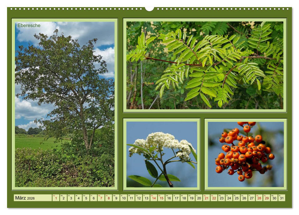 Bäume Kleiner Naturführer (CALVENDO Premium Wandkalender 2026)