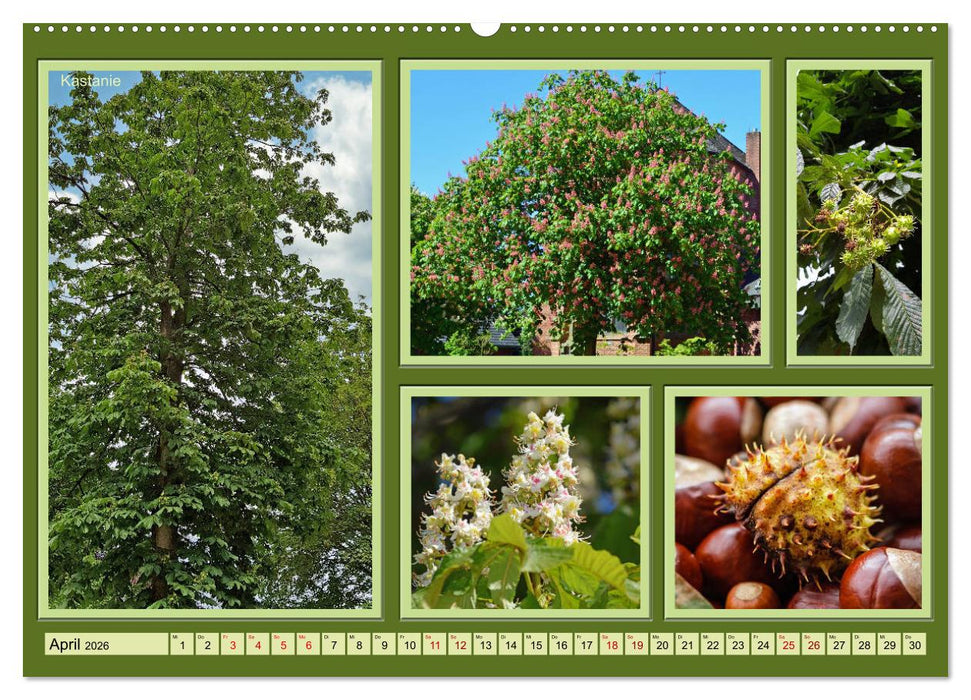 Bäume Kleiner Naturführer (CALVENDO Premium Wandkalender 2026)