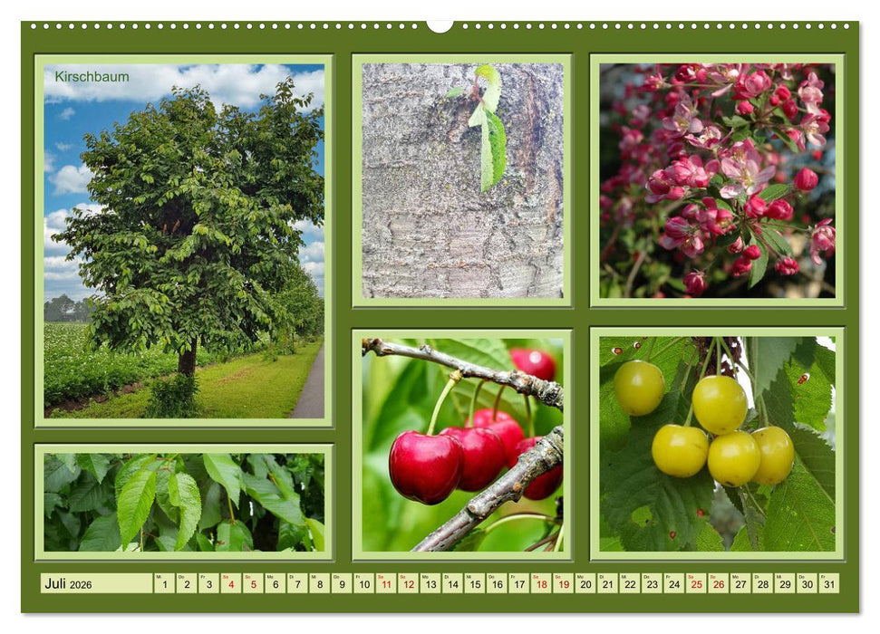 Bäume Kleiner Naturführer (CALVENDO Premium Wandkalender 2026)