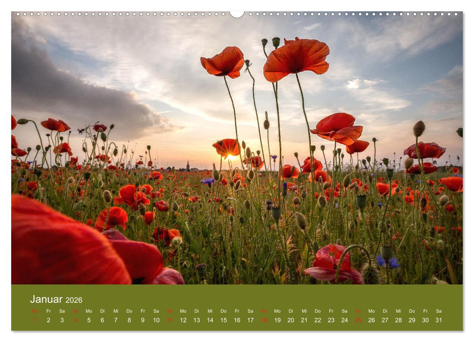 Mohnblumen Romantik (CALVENDO Premium Wandkalender 2026)