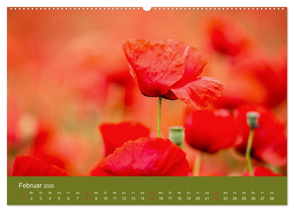 Mohnblumen Romantik (CALVENDO Premium Wandkalender 2026)
