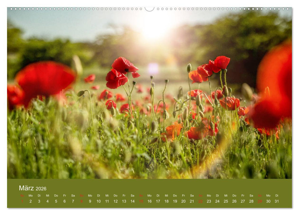 Mohnblumen Romantik (CALVENDO Premium Wandkalender 2026)