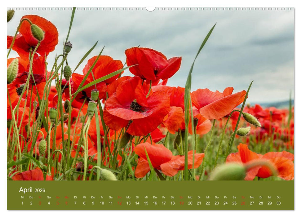 Mohnblumen Romantik (CALVENDO Premium Wandkalender 2026)