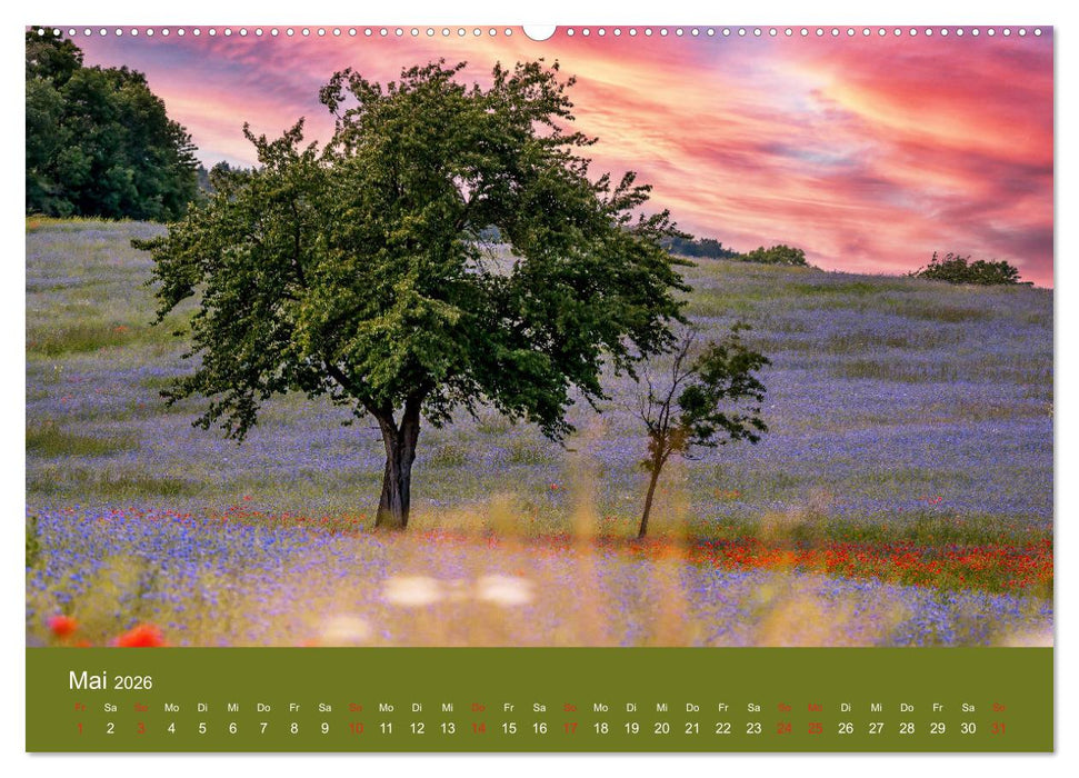 Mohnblumen Romantik (CALVENDO Premium Wandkalender 2026)