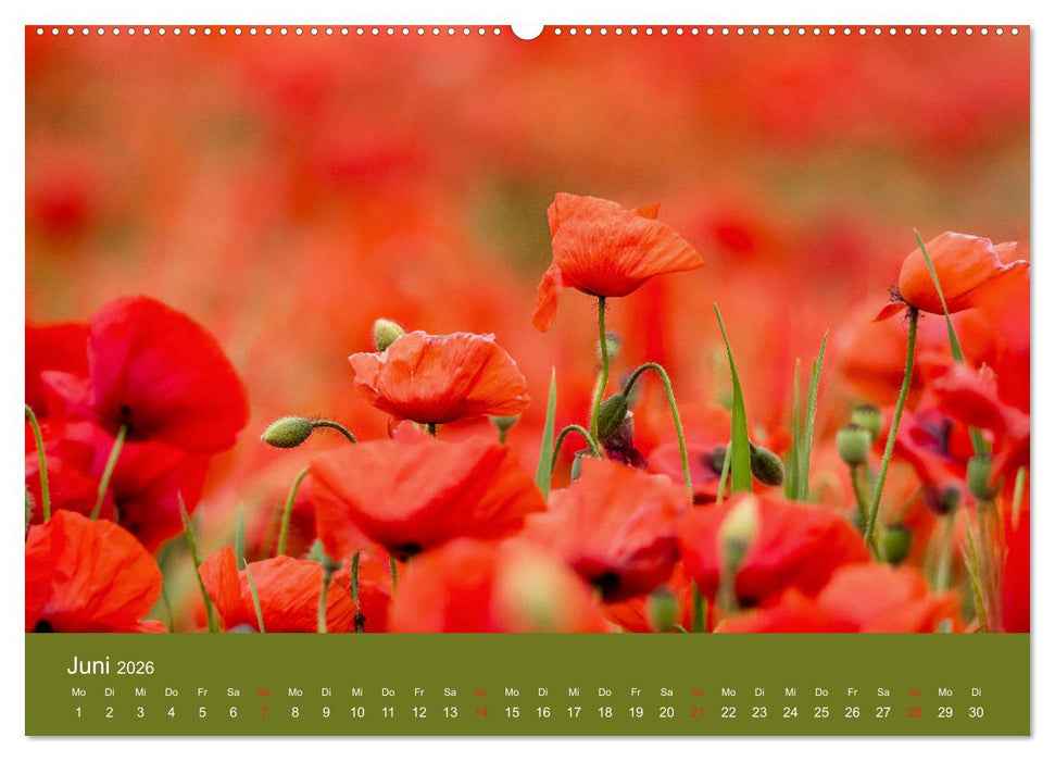 Mohnblumen Romantik (CALVENDO Premium Wandkalender 2026)