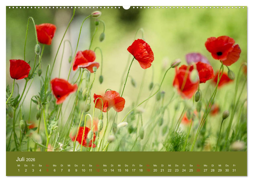 Mohnblumen Romantik (CALVENDO Premium Wandkalender 2026)