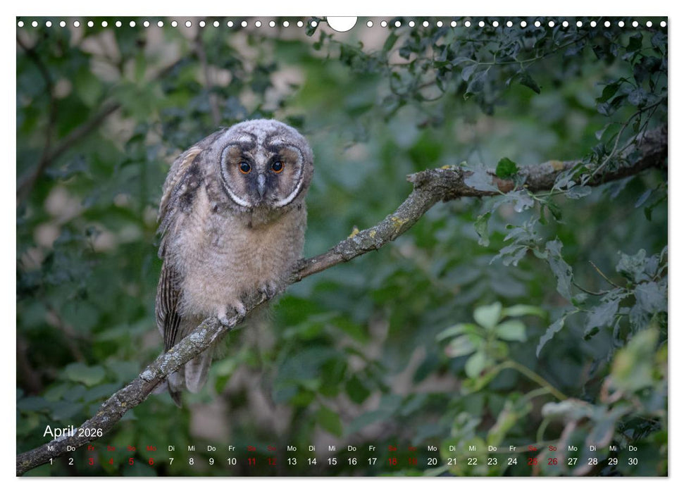 Moments in Nature (CALVENDO Wandkalender 2026)