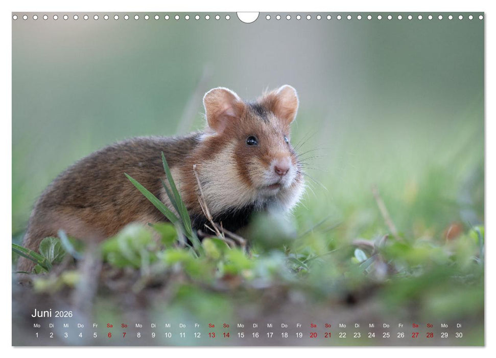 Moments in Nature (CALVENDO Wandkalender 2026)