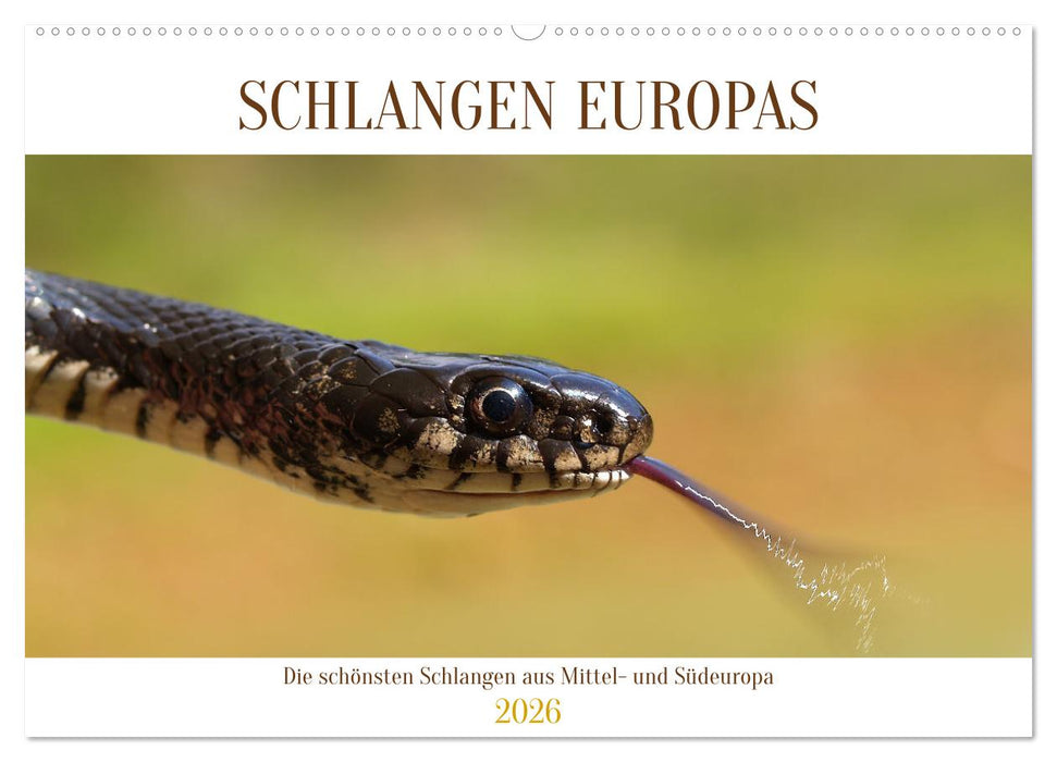 Schlangen Europas (CALVENDO Wandkalender 2026)