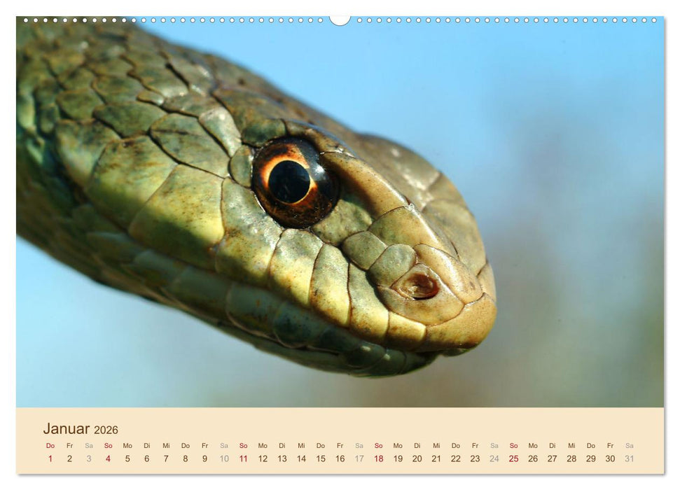 Schlangen Europas (CALVENDO Wandkalender 2026)