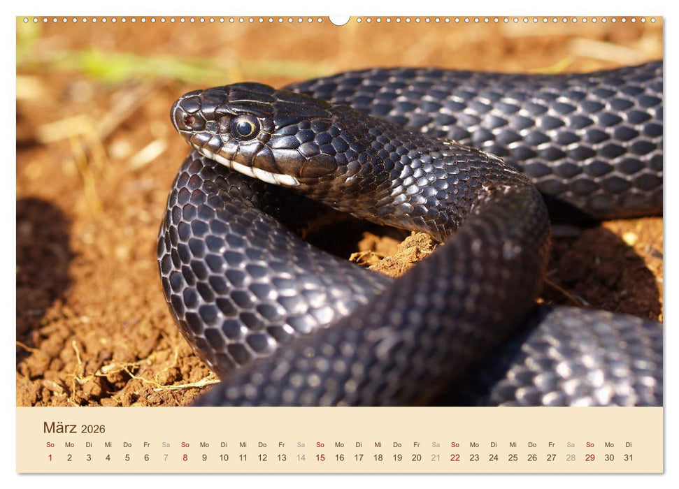 Schlangen Europas (CALVENDO Wandkalender 2026)