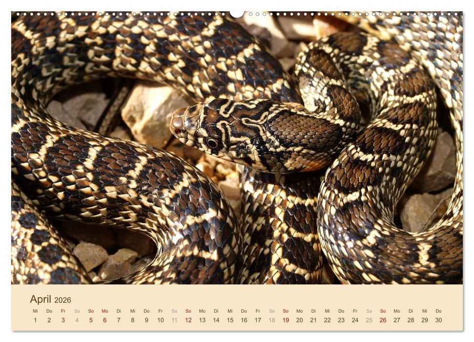 Schlangen Europas (CALVENDO Wandkalender 2026)