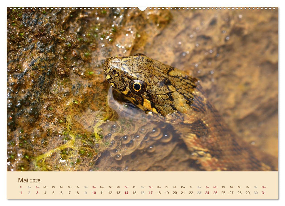 Schlangen Europas (CALVENDO Wandkalender 2026)