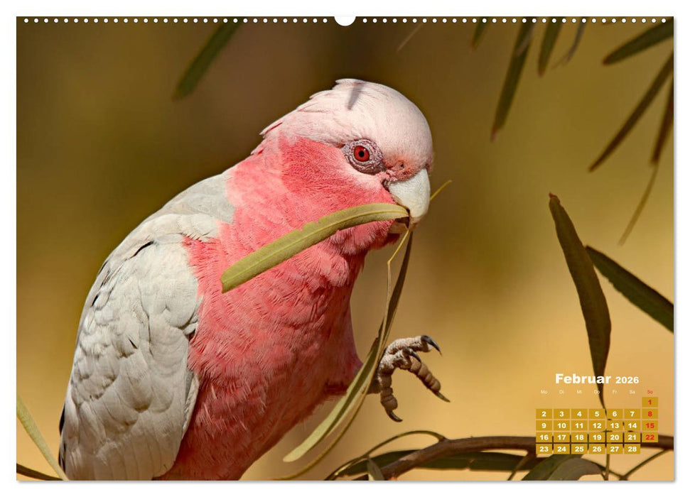 Farbenfrohe Vogelwelt (CALVENDO Premium Wandkalender 2026)
