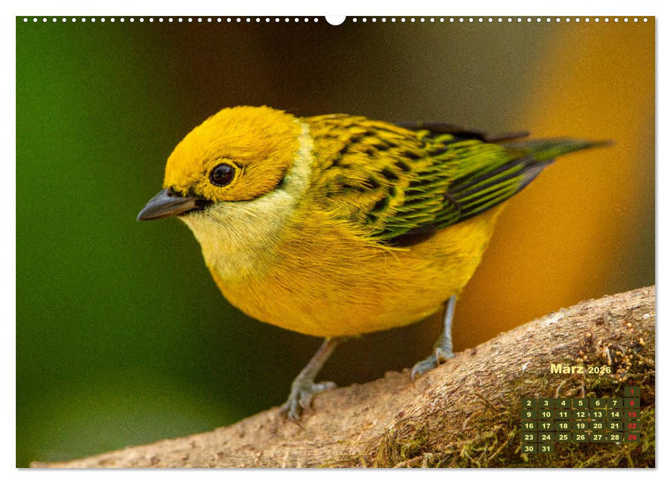 Farbenfrohe Vogelwelt (CALVENDO Premium Wandkalender 2026)