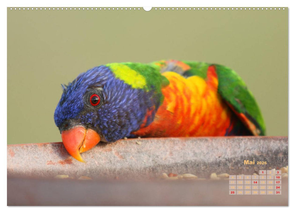 Farbenfrohe Vogelwelt (CALVENDO Premium Wandkalender 2026)